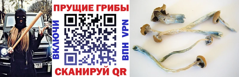 где найти   Афипский  OMG маркетплейс  Псилоцибиновые грибы Psilocybine cubensis 